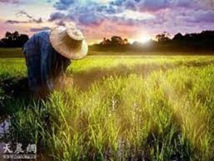 Обзор рынка масличных и продуктов их переработки в КНР за период с 29.05.2023 по 3.06.2023