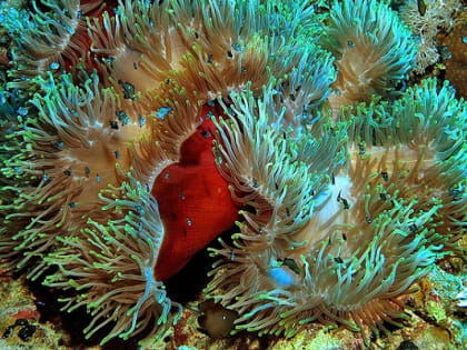 Революционное открытие: яд сделали лекарством в Приморье