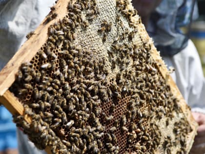 В Приморье стартовал пчеловодческий сезон