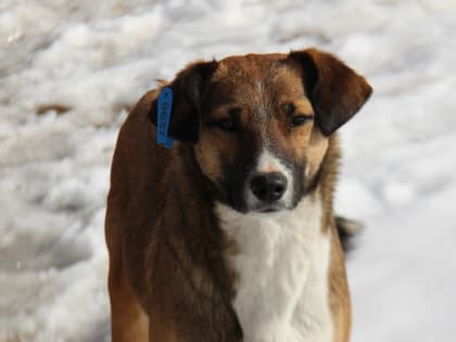 Сразу после новогодних праздников в Арсеньеве начнется отлов безнадзорных животных