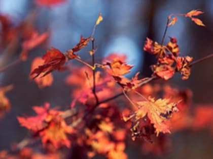 Погода во Владивостоке: дождливый день в начале октября
