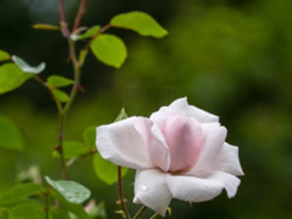 Сегодня во Владивостоке дождь