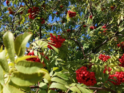 Дерево памяти высадят во Владивостоке в сквере воинов-интернационалистов перед 9 Мая