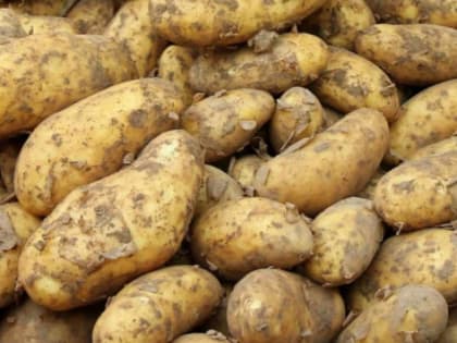 В Приморье урожайность овощей и картофеля увеличилась на 5%