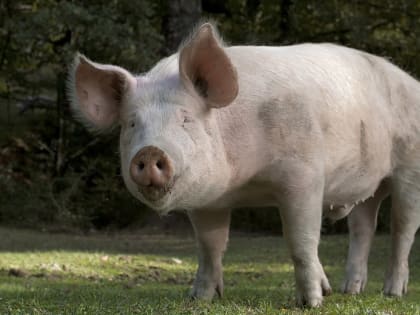 Управление Россельхознадзора и ФГБУ «Приморская межобластная ветеринарная лаборатория» напоминают о мерах по профилактике африканской чумы свиней