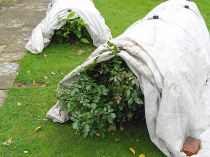 Розы: когда укрывать