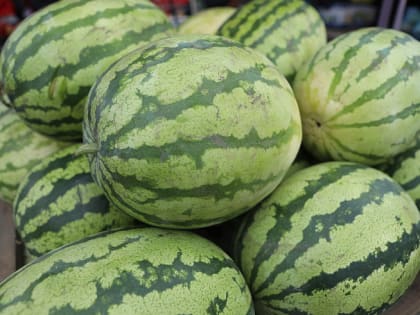 Более 220 гектаров арбузов посадили аграрии Приморья