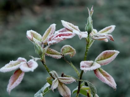 На этой неделе в Приморье возможны заморозки