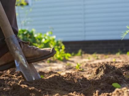 Санкции будут строже. Дачникам сказали. Что нельзя выращивать на своем участке
