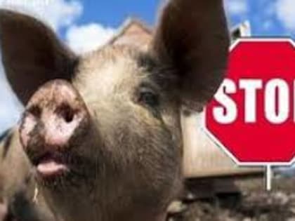 Введен карантин: африканская чума вновь поразила свиней в Приморье