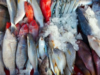 Назван вид рыбы, предотвращающей развитие онкологии