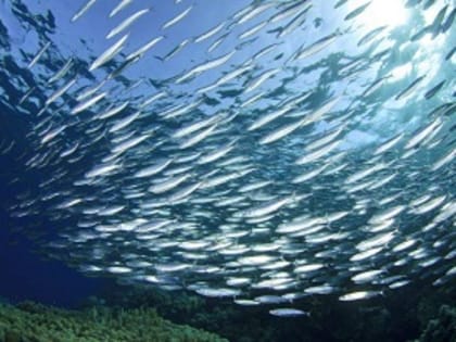 Климат и изменение окружающей среды подвергают риску 90% морепродуктов в мире