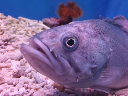 Жителям Владивостока угрожает большая морская опасность