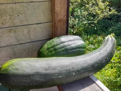 Эксперты рассказали, как кабачок поможет в борьбе с целлюлитом