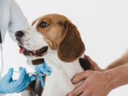 ФГБУ «Приморская межобластная ветеринарная лаборатория» напоминает о мерах по профилактике бешенства