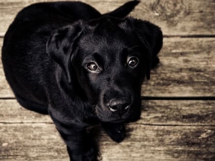 Эксперт рассказала о мерах профилактики бешенства