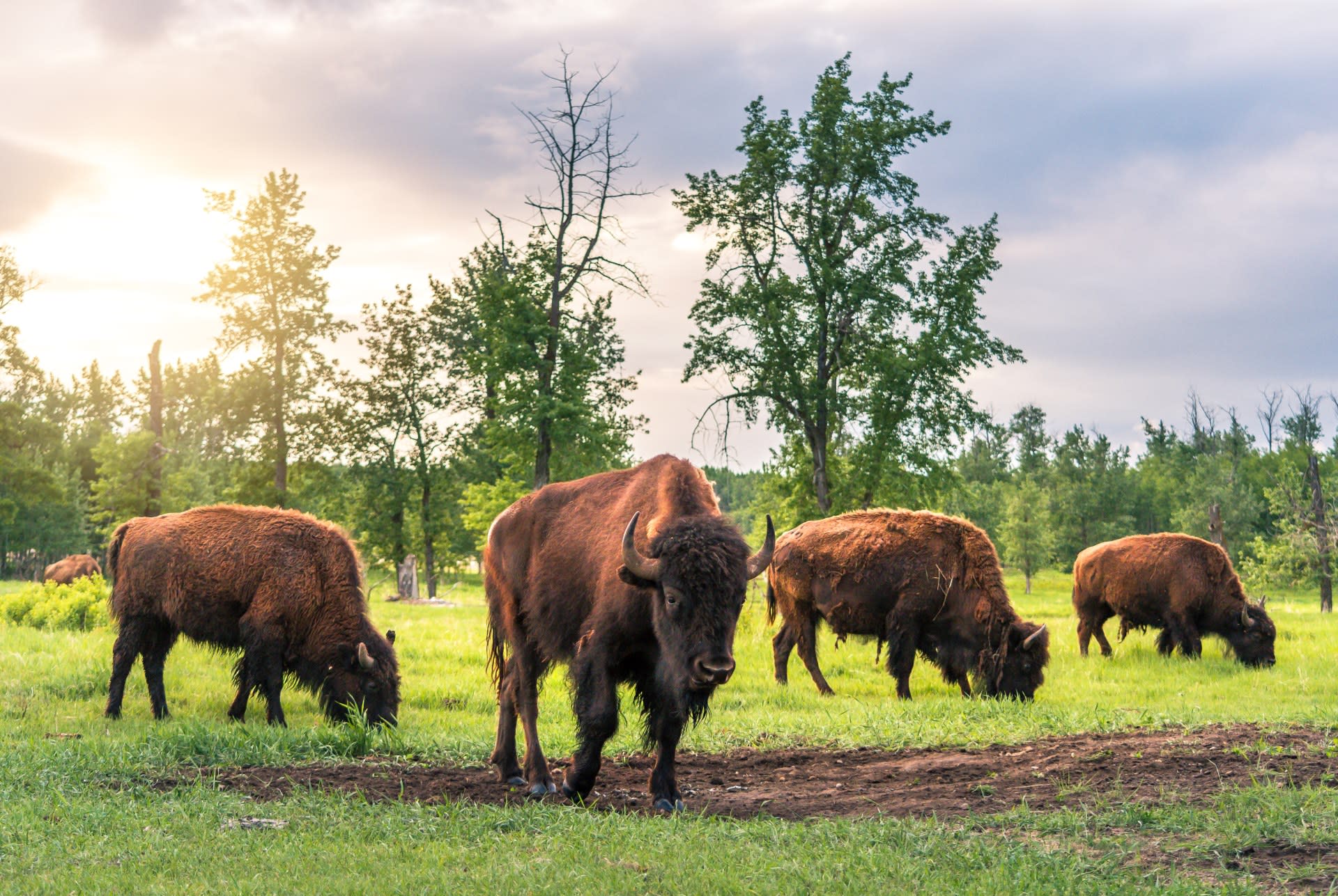 A Century of Bison Preservation