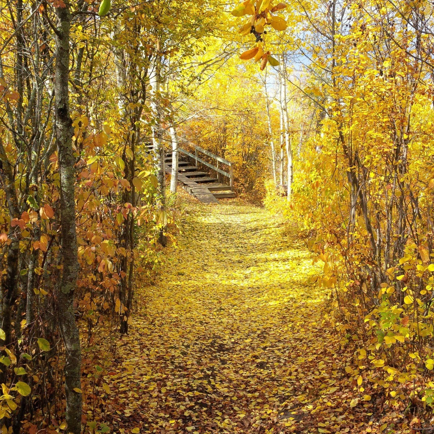 Five Fine Trails for Fall