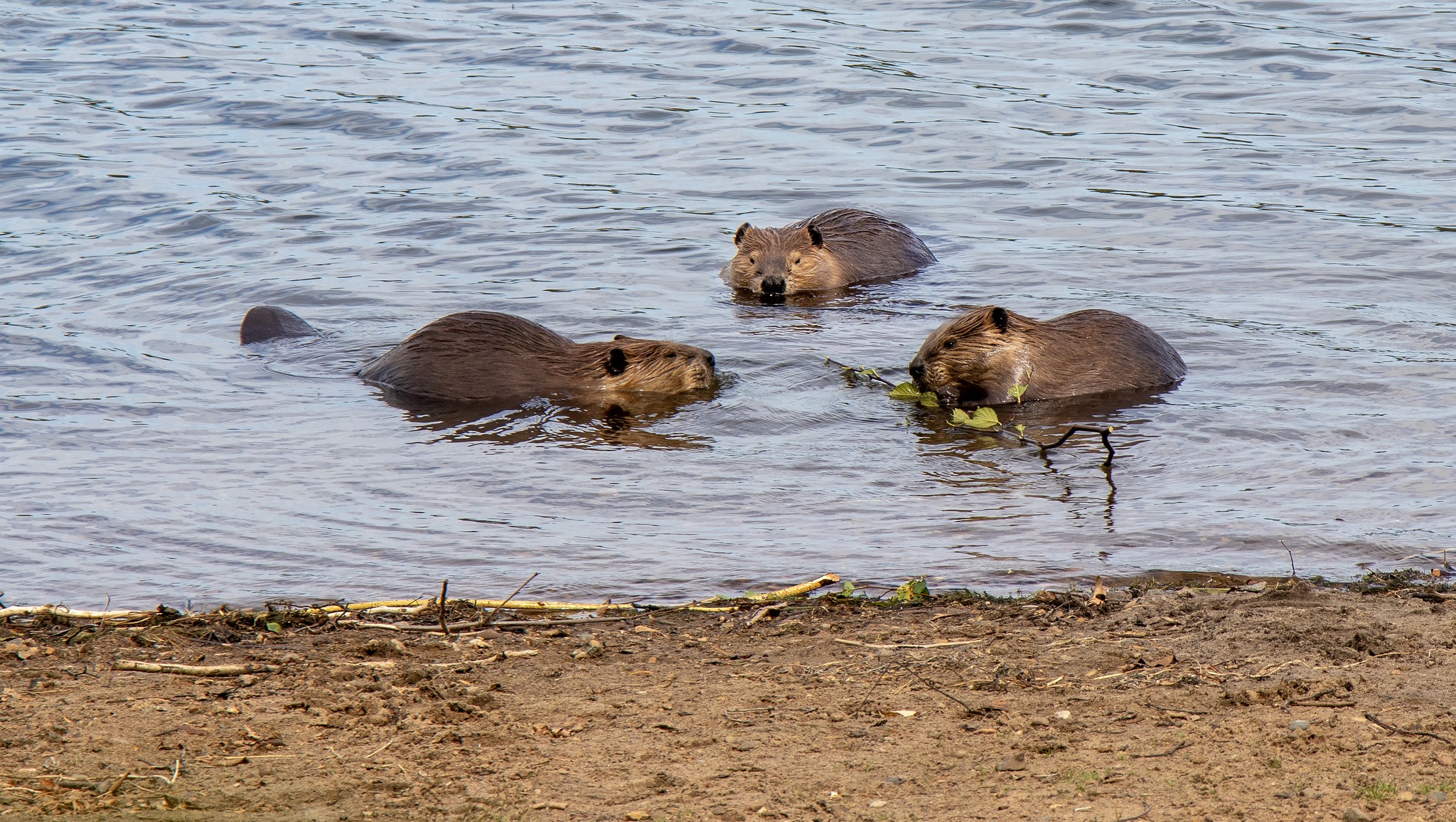 Why Animal Lovers Should Go to the Iron Horse Trail