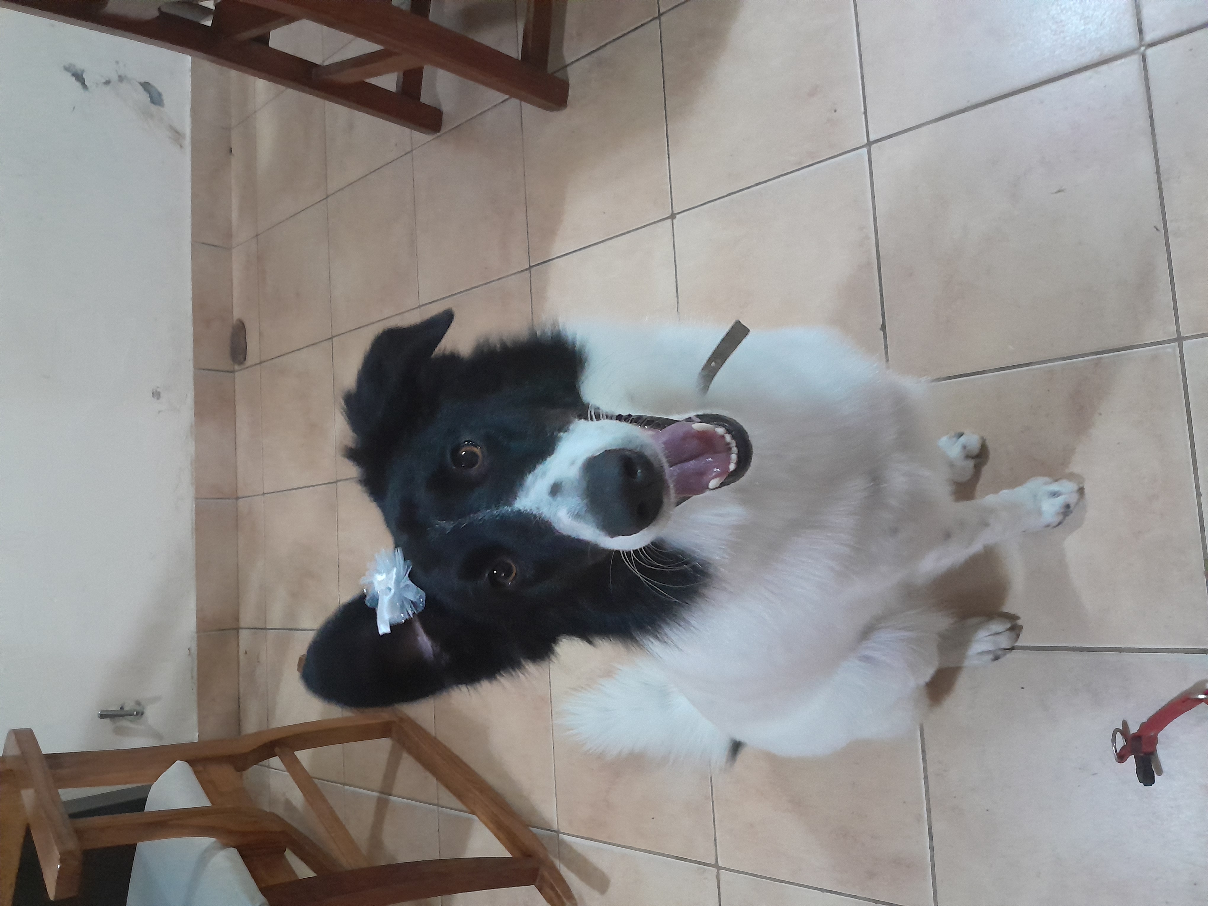 Permuto Boder Collie