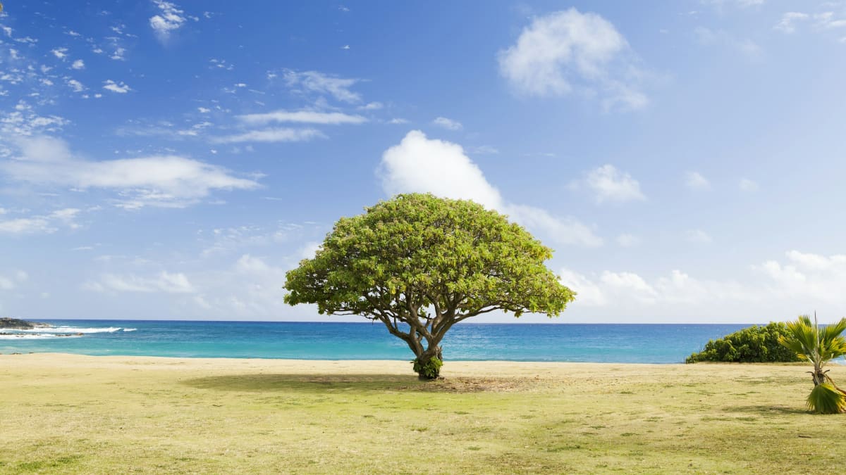 Rooted, Not Fragile: A Prayer to Anchor an Anxious Heart