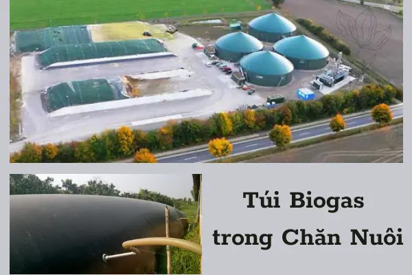 Bể Biogas Giải Pháp Xanh - Tương Lai Năng Lượng Bền Vững