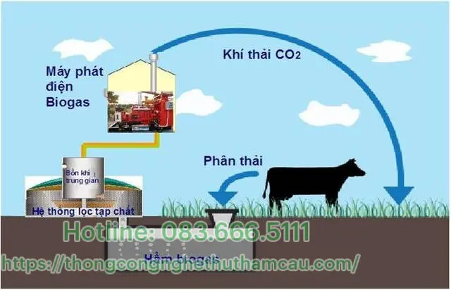 Quy trình làm hầm biogas Bí quyết năng lượng xanh từ nông thôn