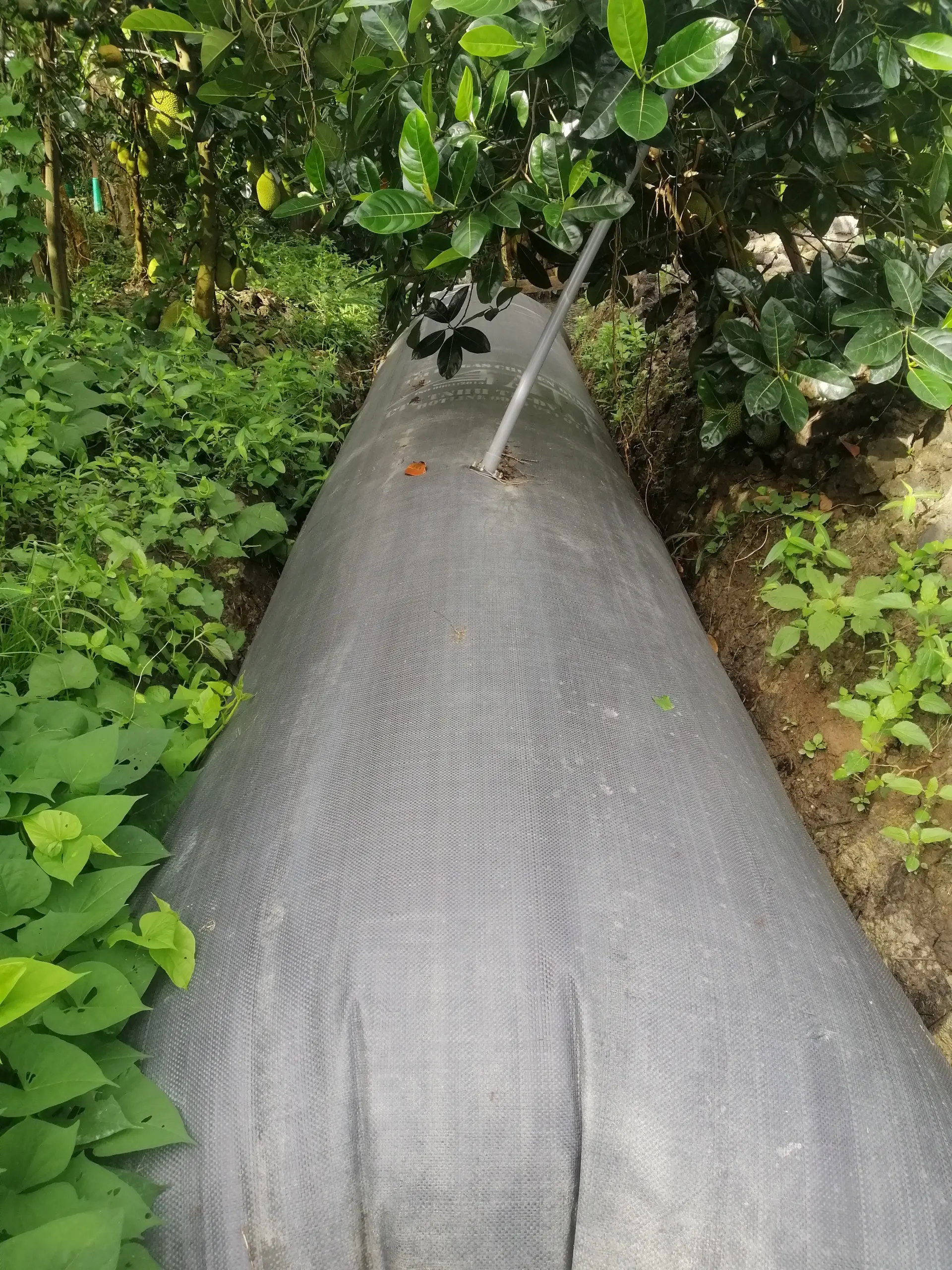 Túi Biogas - Bước Tiến Xanh Cho Ngành Chăn Nuôi