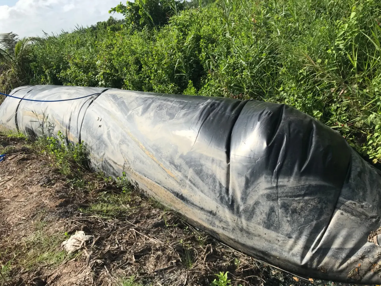 Túi Biogas - Bước Tiến Xanh Cho Ngành Chăn Nuôi
