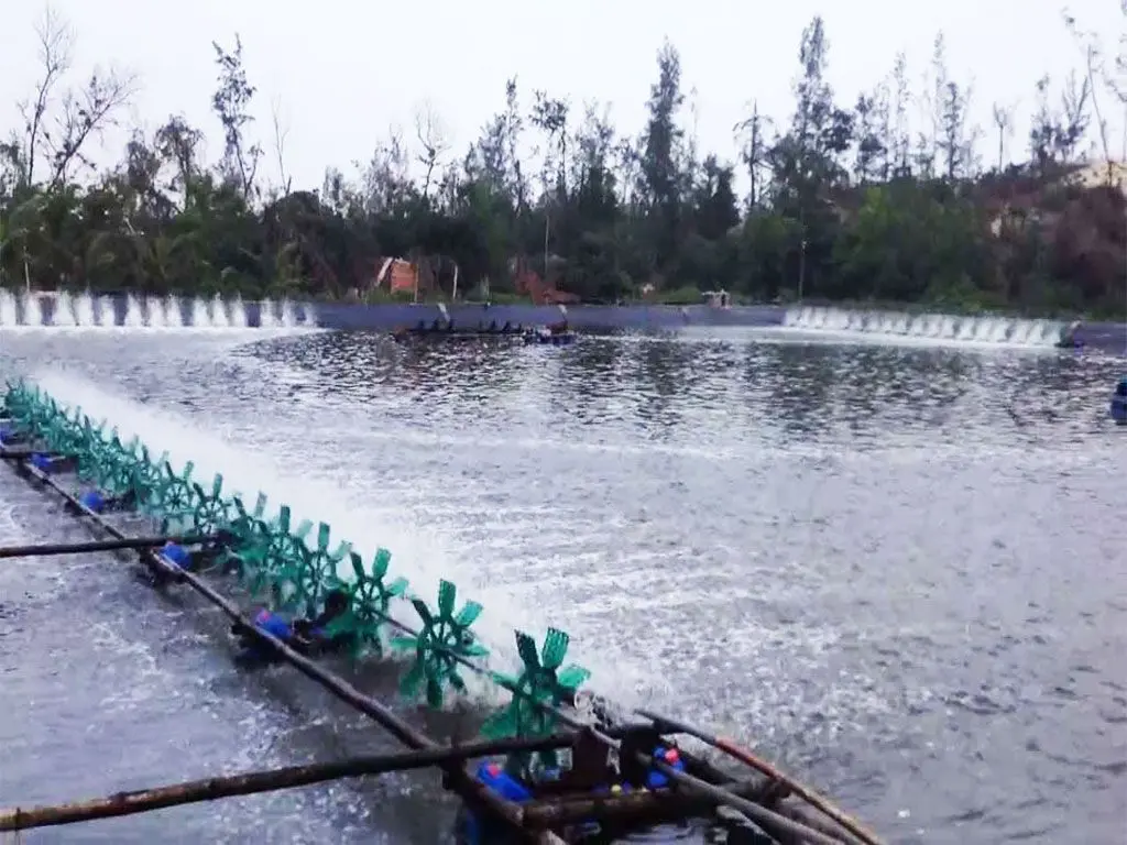 Bạt Lót Hồ Nuôi Cá - Giải Pháp Tối Ưu Trong Ngành Nuôi Trồng Thủy Sản