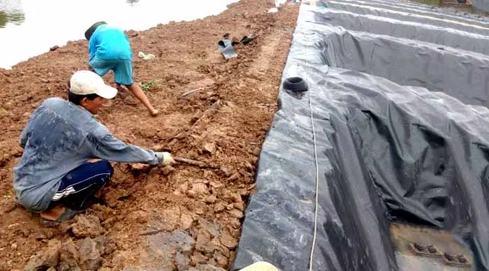 Bạt Lót Ao Hồ - Bí Quyết Vàng Cho Ngành Nuôi Trồng Thủy Sản Bền Vững