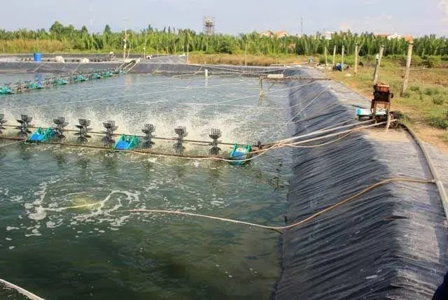 Bạt Lót Hồ Tôm - Bí Quyết Vàng Cho Vụ Nuôi Thành Công-Bền Vững
