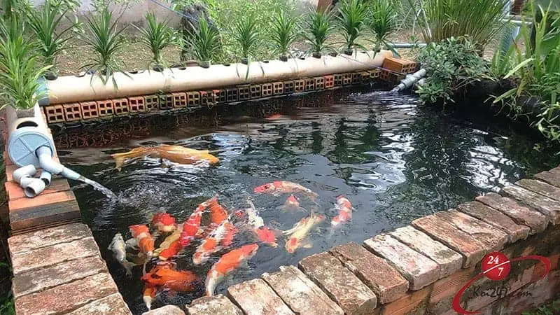 Hồ Cá Lót Bạt - Bể Cá Tiện Lợi Cho Mọi Nhà - Đẹp, Rẻ, Bền