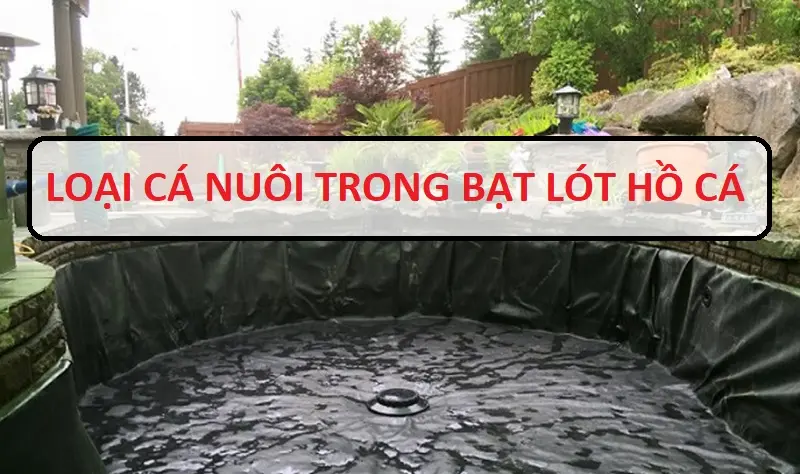 Mua Bạt Lót Hồ Cá - Bí Quyết Cho Hồ Cá Đẹp, Bền Vững