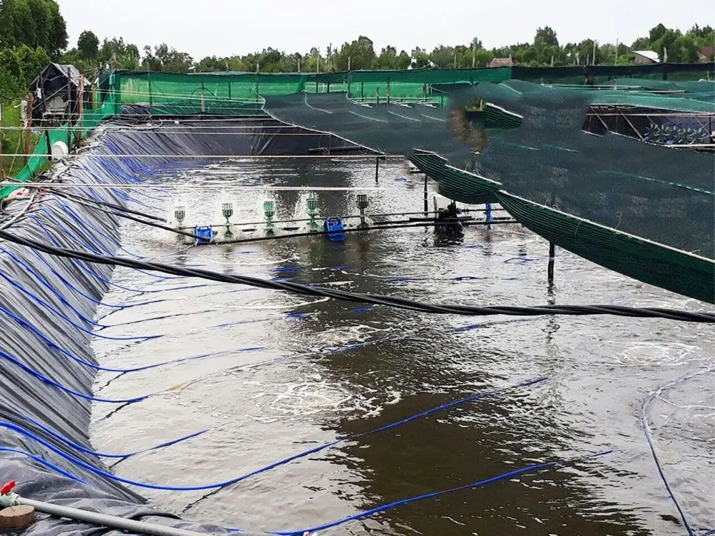 Giá Bạt Nhựa Lót Ao Bí Quyết Nâng Tầm Nuôi Trồng Thủy Sản Bền Vững