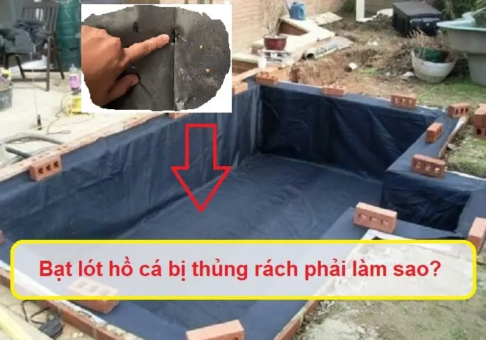 Hồ Cá Lót Bạt - Biến Không Gian Sống Động - Đắm Mình Thiên Nhiên