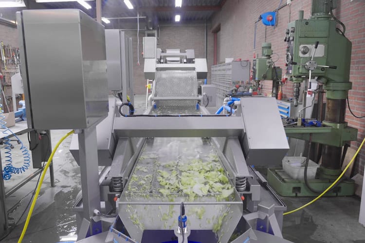 Iceberg Lettuce Processing Line
