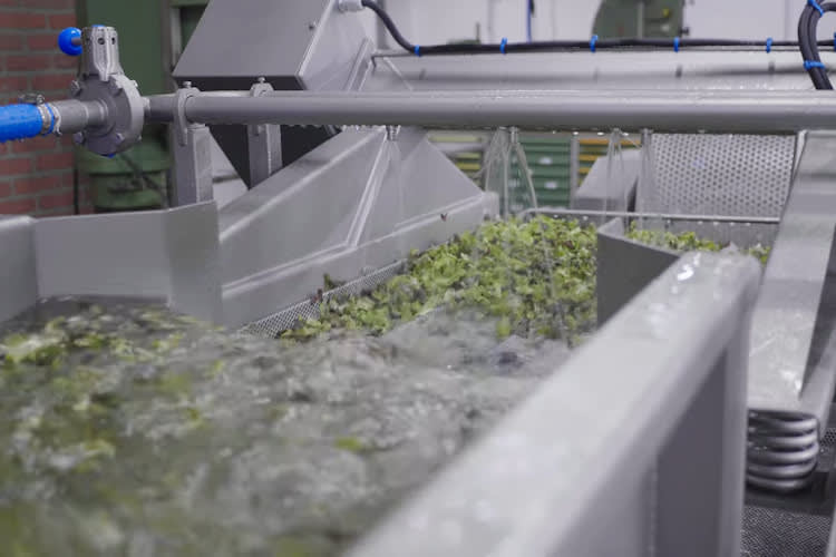 Leaves Processing Line