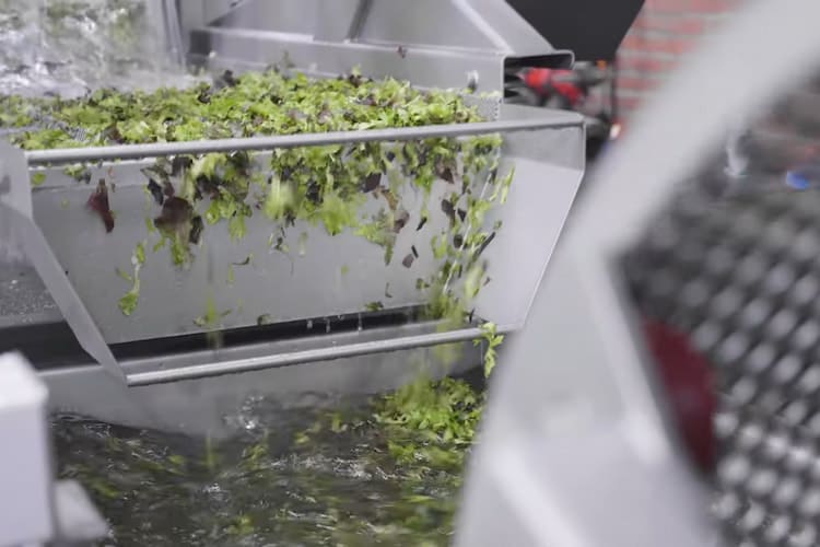 Spring Mix Processing Line