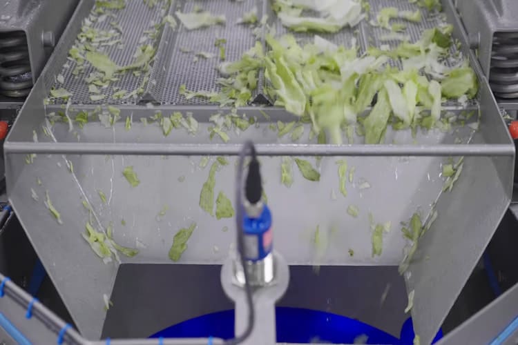 Automatic Collection of Lettuce