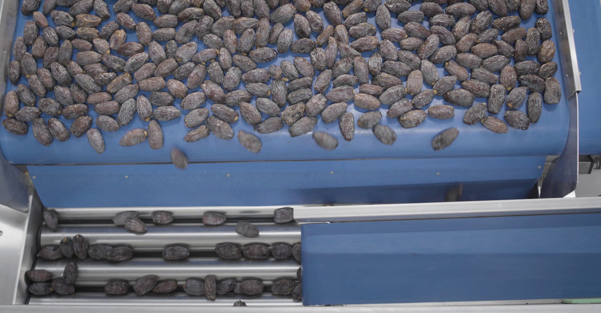 Date Sorting Machines | Quadra Machinery