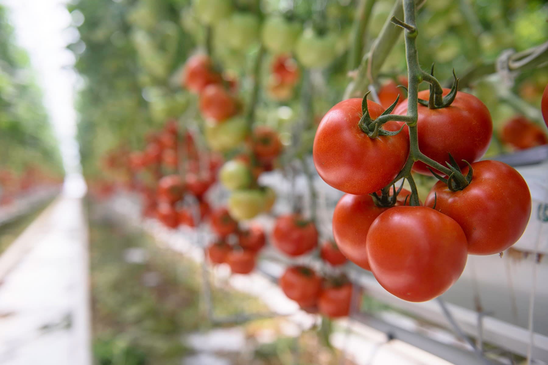 Greenhouse Solutions