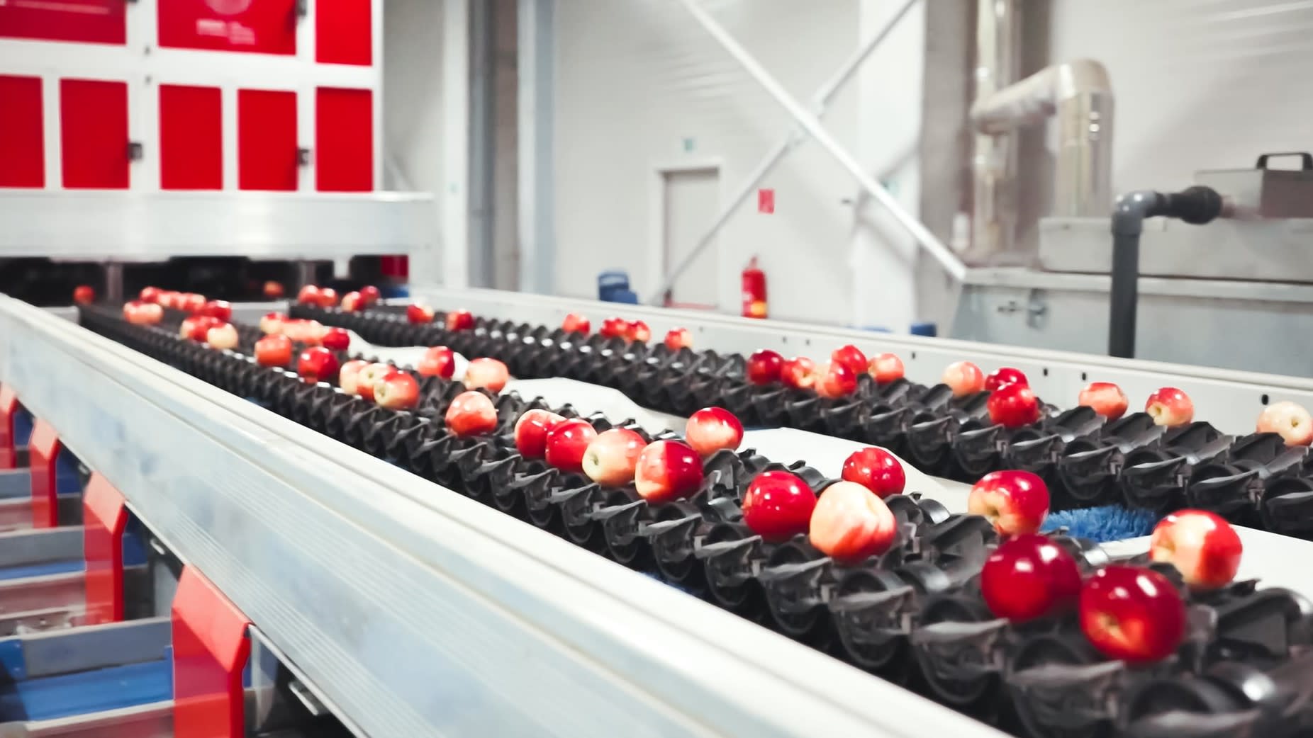 Fruit Sorting Lines Quadra Machinery