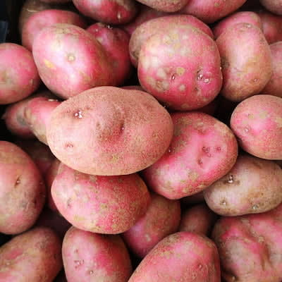 Red Potatoes Sorting