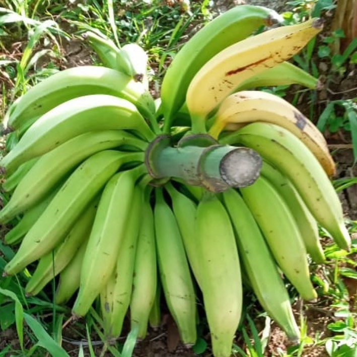 Plantain