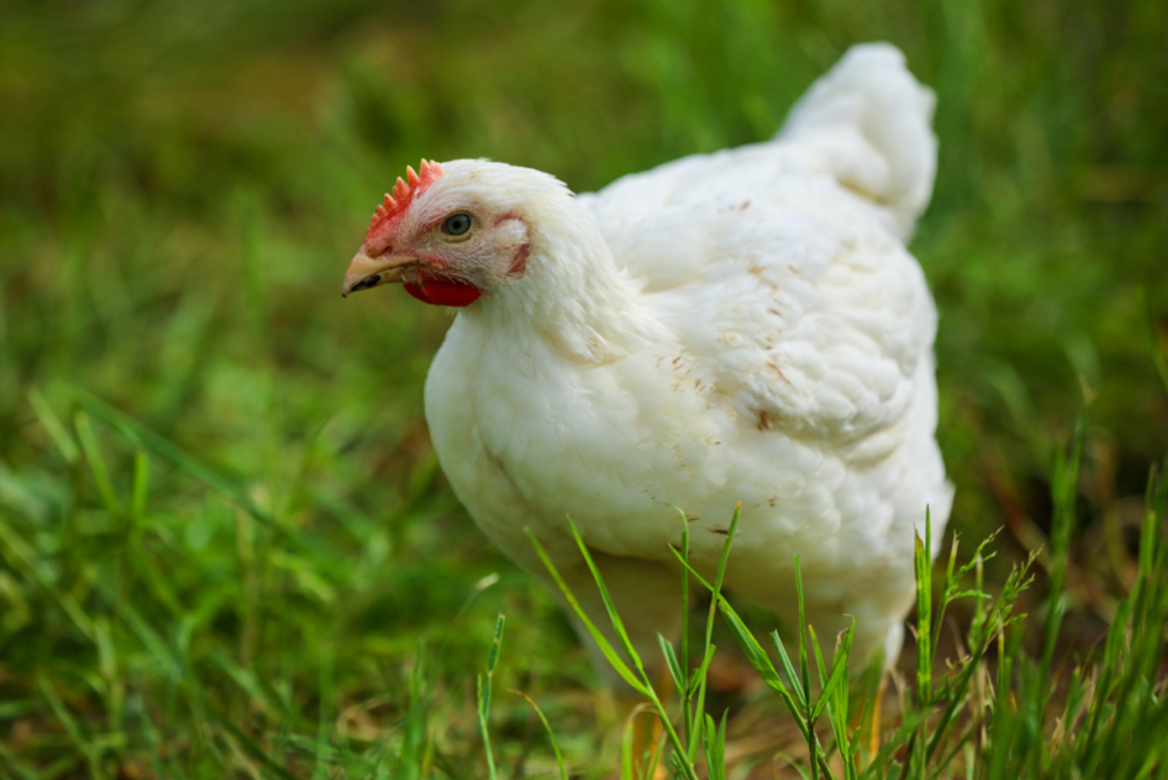 Chicken 