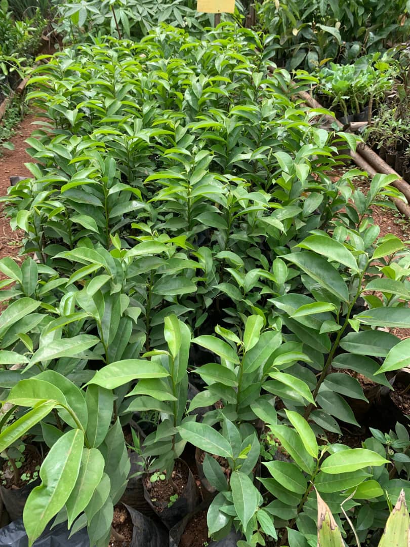 Ventes des plants d'arbres fruitiers, et des rejetons de banane plantain 