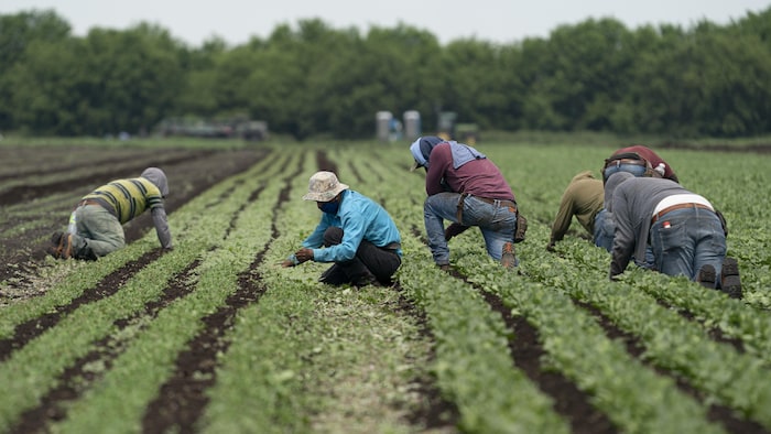Travailleurs Agricoles disponibles a la tâche 
