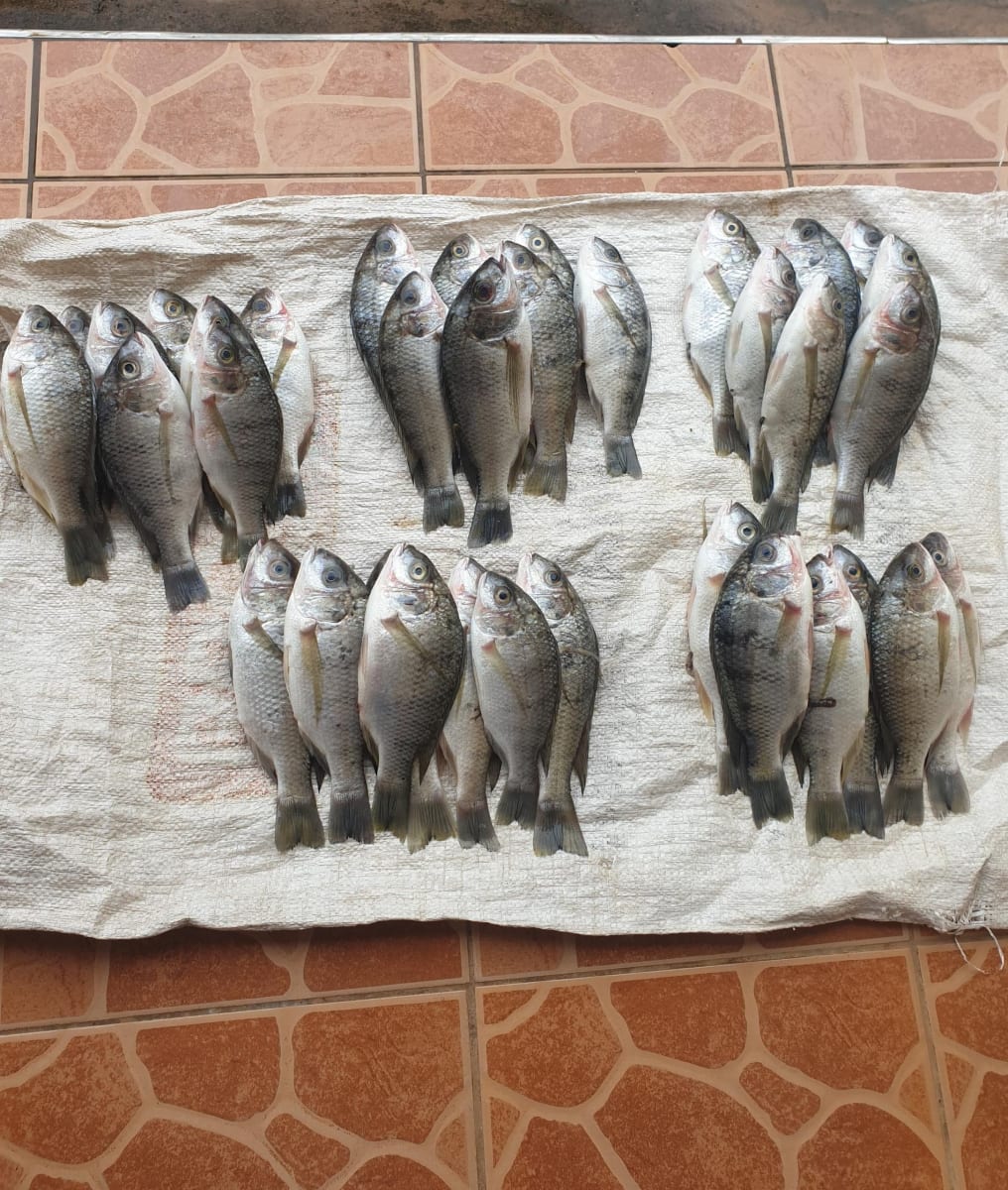 Fish