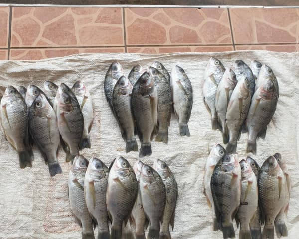 Fish